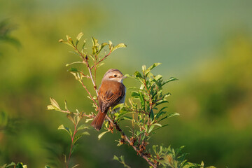 An adult female Red-backed Shrike sits on a green bush on a sunny spring morning, with a soft green...