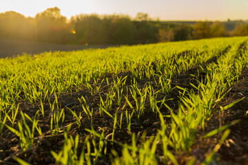 Fresh green wheat shoots rise from the soil in a winter field, basking in the gentle sunlight of a setting sun © SMK