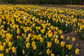 Fototapeta premium A sprawling field filled with yellow, red, and white tulips bursts into life during spring, creating a stunning landscape of color and beauty