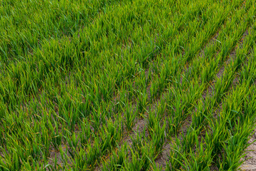 Vibrant green rice plants flourish in neat rows across the field, reaching towards the clear blue sky in the countryside
