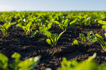 Young sugar beet plants thrive in a well-tended field under clear blue skies, showcasing vibrant greens and healthy soil