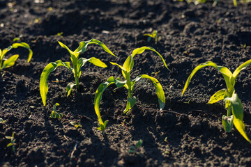 Fresh corn plants are sprouting from rich soil, basking in sunlight, showcasing growth and the beauty of nature's cycles