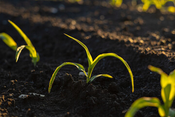Bright green corn sprout rises from dark soil, basking in warm sunlight, indicating healthy growth in a flourishing agricultural field