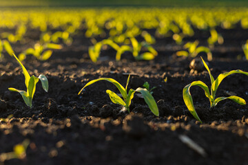 Young maize plants emerge from the dark soil, absorbing sunlight in a vibrant agricultural field during the early growing season