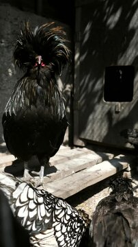 A group of chickens in a farmyard. Paduan chickens in a chicken coop