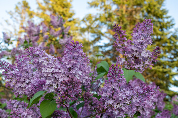 Obraz premium Close up texture background of lilac flower blossoms on a Persian lilac (syringa persica) bush