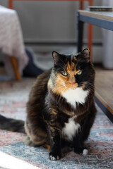 fluffy calico cat sitting inside