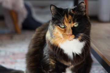 portrait of a cat looking grumpy