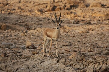 Arabian Gazelle 