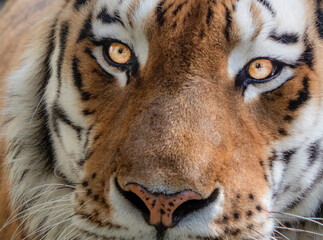 Portrait of a Majestic Bengal Tiger