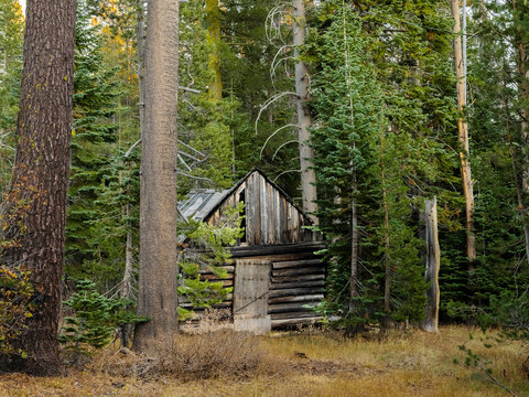 Abandoned Rustic Cabin In Pine Forest - Powered by Adobe