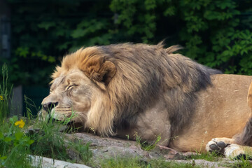 Majestic Lion Resting Amongst Nature's Embrace