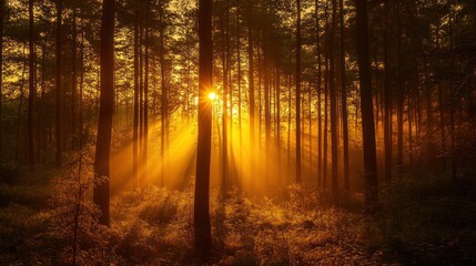 Obraz premium Sunlight filters through dense tree trunks illuminating misty woodland scenery