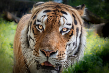 Portrait of a Majestic Bengal Tiger
