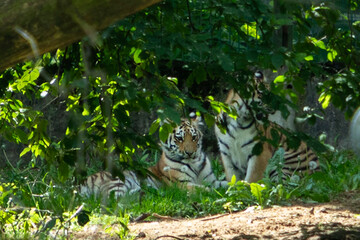 Tiger cubs playing in the grass near a stone wall