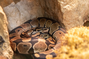 Ball Python sleeping in nature