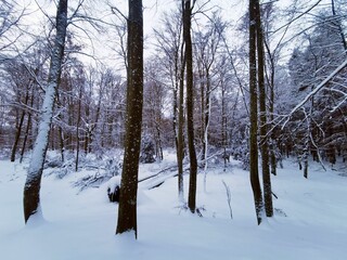 Serene Winter Forest Landscape