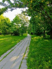 Pathway in the park in summer. Walkway in the park