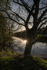 tree on a lanke at evening