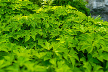 Canopy of meadowsweet growing in botanical gardens