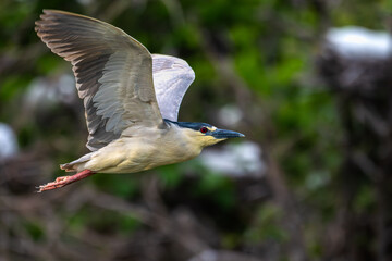 Closeup of a black-crowned night heron in flight.
