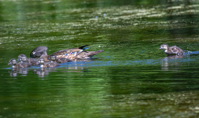Female wood duck with her ducklings swimming in a pond.