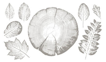 Rustic tree rings and botanical leaf prints. Hand drawn editable line drawings of leaves for trendy vector art or invitation card. 