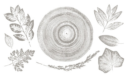 Rustic tree rings and botanical leaf prints. Hand drawn editable line drawings of leaves for trendy vector art or invitation card. 