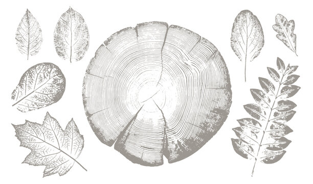 Rustic tree rings and botanical leaf prints. Hand drawn editable line drawings of leaves for trendy vector art or invitation card. 