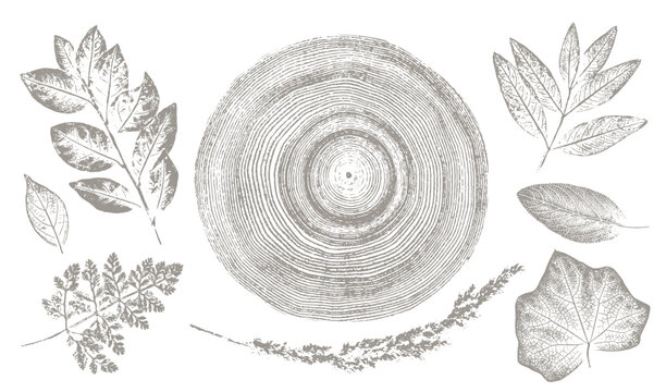Rustic tree rings and botanical leaf prints. Hand drawn editable line drawings of leaves for trendy vector art or invitation card. 