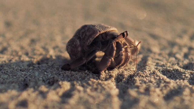 Hermit crab starting days with walking on the sand in beautiful beach