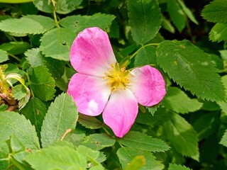 Beautiful pink wild rose flower in the garden on a summer day