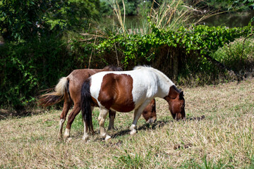 Two miniature Shetland ponies grazing in a field in summer