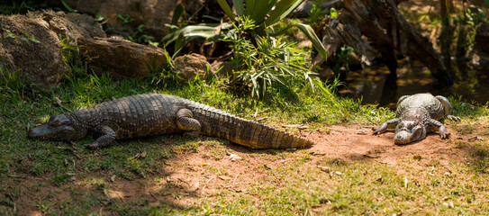 Crocodile and alligator on the riverbank in the forest of Brazil