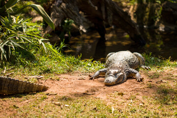 Alligator on the riverbank in the forest of Brazil