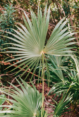Obraz premium Lush green palm fronds showcasing texture and detail in a tropical setting during daylight hours