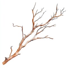 Dried branch, detailed illustration