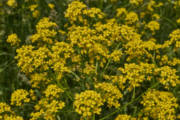 Barbarea vulgaris (lat. Barbarea vulgaris) is blooming in the meadow. Inflorescence Barbarea vulgaris.