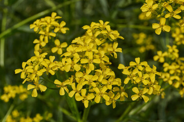 Barbarea vulgaris (lat. Barbarea vulgaris) is blooming in the meadow. Inflorescence Barbarea vulgaris.