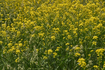 Barbarea vulgaris (lat. Barbarea vulgaris) is blooming in the meadow. Inflorescence Barbarea...
