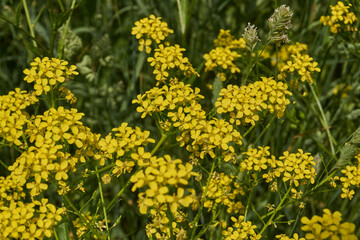 Barbarea vulgaris (lat. Barbarea vulgaris) is blooming in the meadow. Inflorescence Barbarea vulgaris.