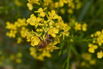 Barbarea vulgaris (lat. Barbarea vulgaris) is blooming in the meadow. The bee collects pollen and nectar on the inflorescences of the Barbarea vulgaris.
