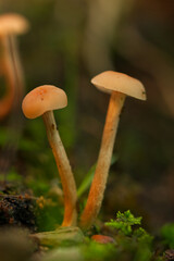 Close-Up of Forest Mushrooms