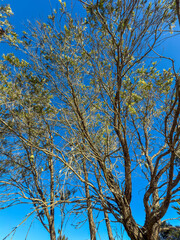 Photograph looking up through the branches of an old tree at a bright and vibrant Autumn blue sky in the Blue Mountains in NSW, Australia.