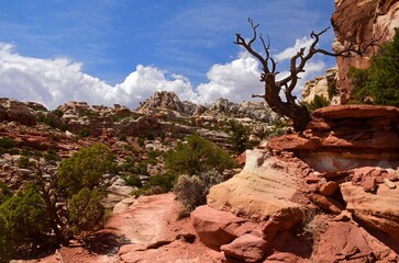 dramatic viewpoint of  cliffs and a tree trunk on a sunny summer day along the trail to cassidy's...