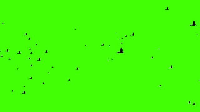 Flying birds on green screen, Flock of Black Birds Flying on Green Screen, wildlife, nature overlay, VFX element,Chroma key birds flying, visual effects element, Silhouettes birds flying