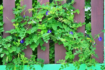 blue flowers and green leaves perched  on the fence