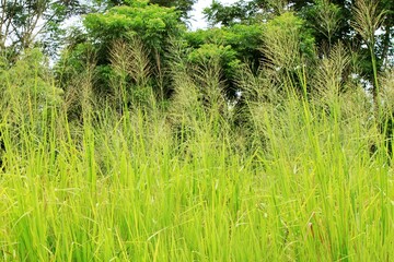 Obraz premium Golden grass flowers in the forest beside the road.