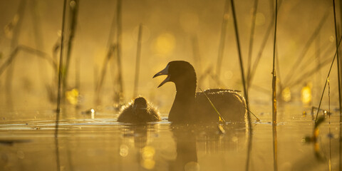 American Coot (Fulica americana) adult with chick in the early moring sunlint. Finley National Wildlife Refuge, Oregon