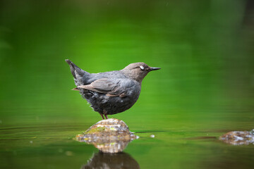 American Dipper (Cinclus mexicanus), with portective eye covers closed, along a stream in the Oregon Coast Range.